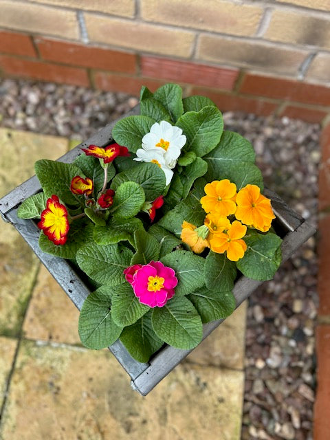 Chelsea Planter - Steel Square design 300 x300 x 300